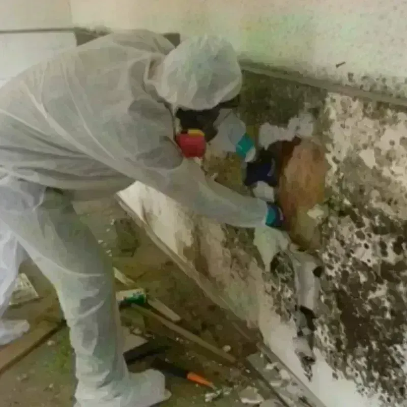 Mold Remediation and Removal in Waggaman, LA